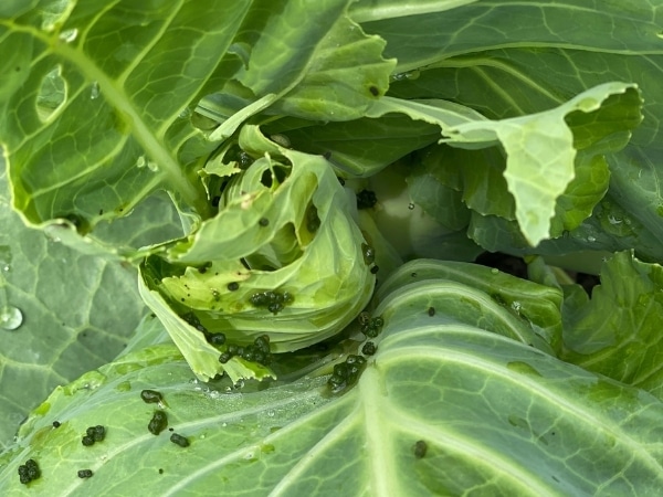 How To Get Rid Of Cabbage Moths, Worms & Loopers - For Good!