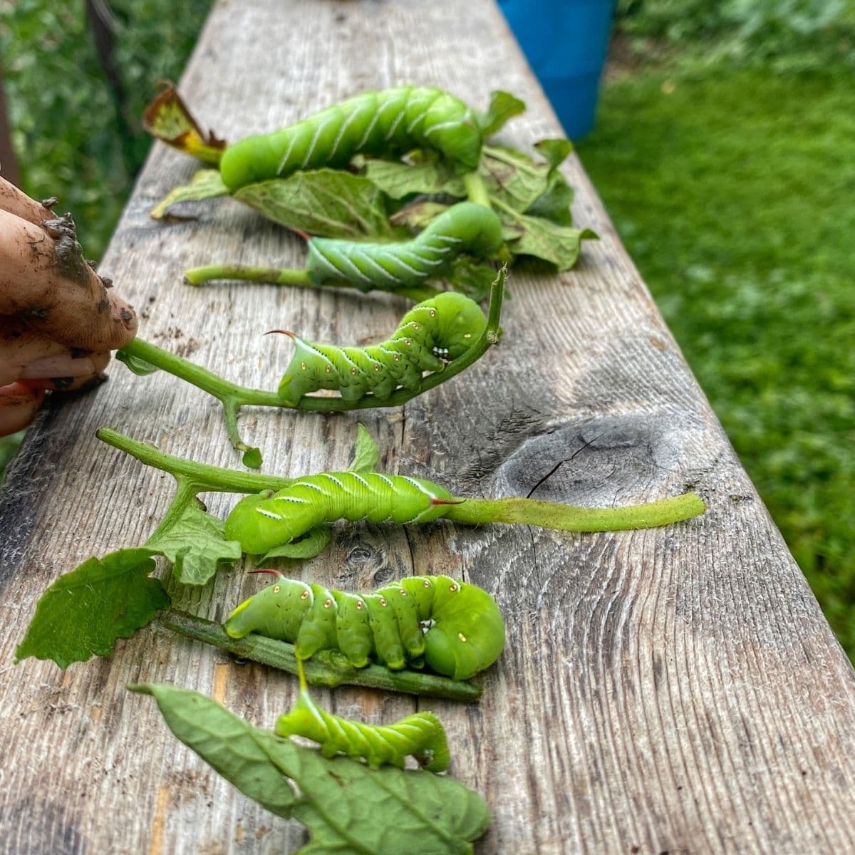 Hornworms Life Cycle