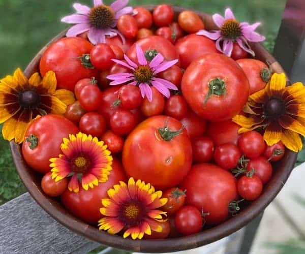 bowl of homegrown tomatoes