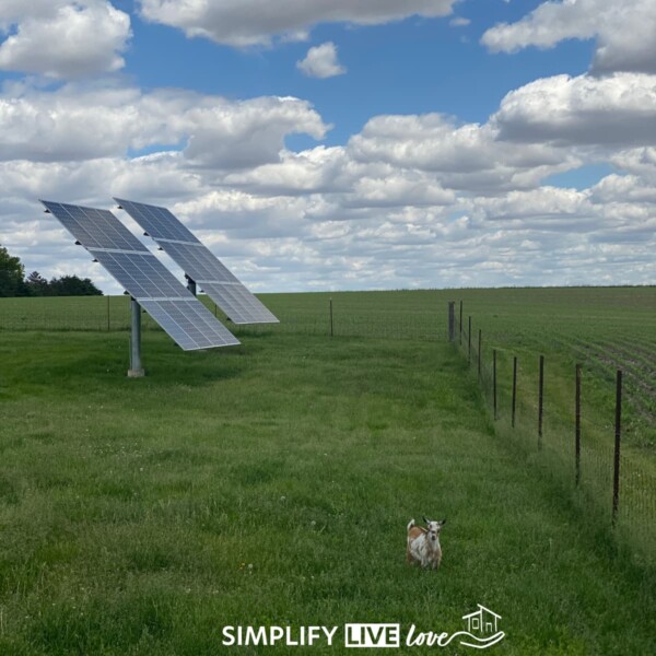 goat in a field with solar panels in the background