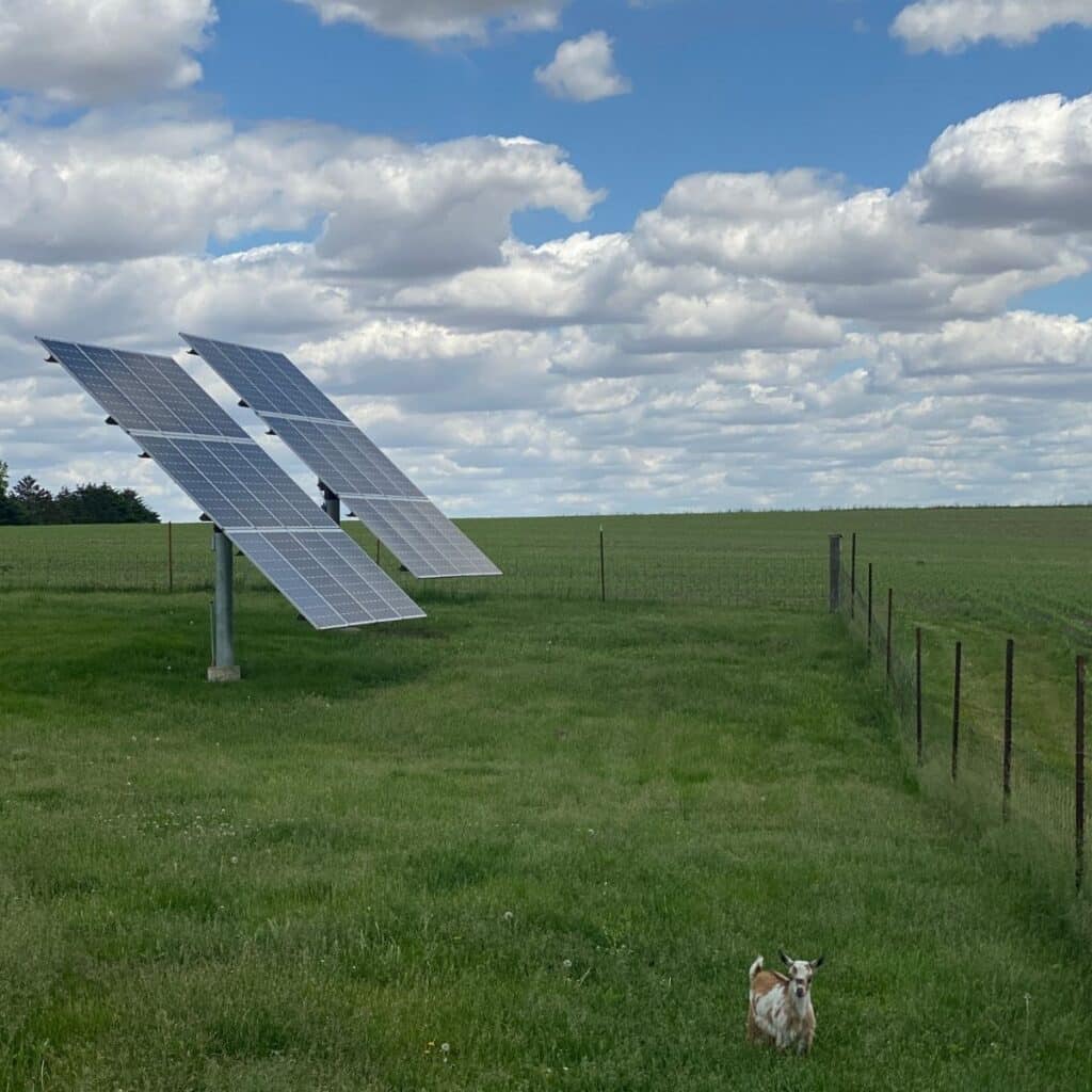 solar panels and goat
