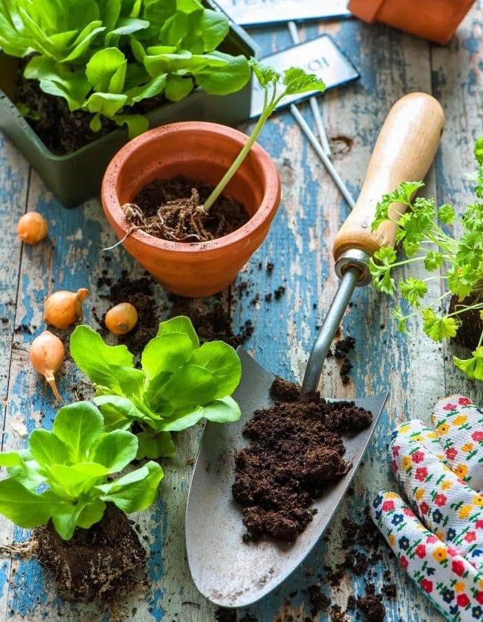 When To Start Seeds Indoors Zone 5 For Spring Planting Simplify When To Start Seeds Indoors Zone 5 For Spring Planting Simplify