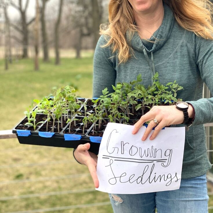 When to Start Seeds Indoors, Zone 5, for Spring Planting Simplify