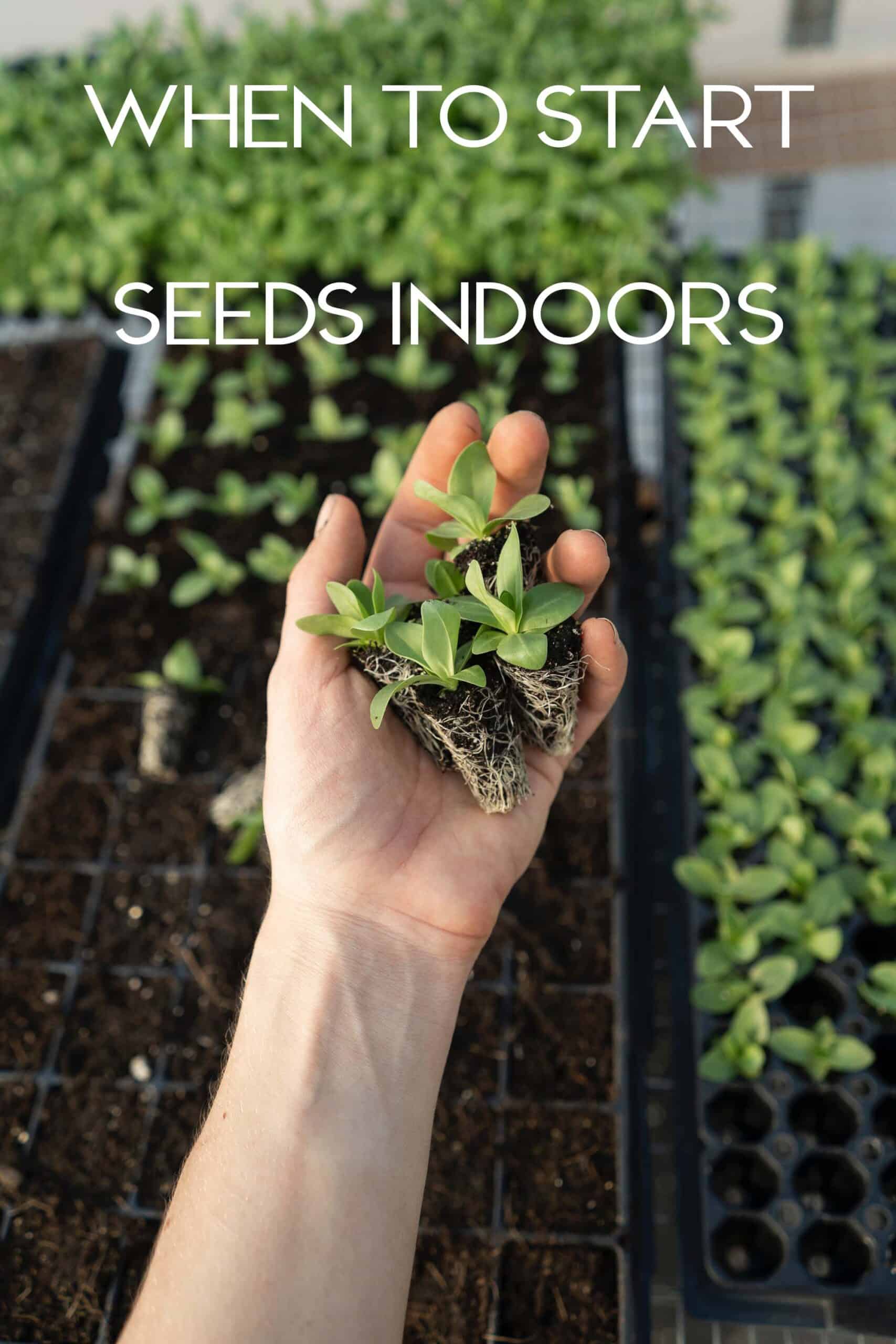 When To Start Seeds Indoors Zone 5 For Spring Planting Simplify When To Start Seeds Indoors Zone 5 For Spring Planting Simplify