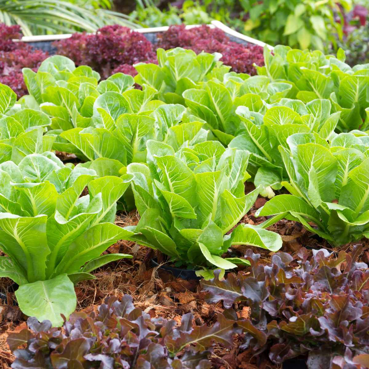 green and red lettuce growing in garden bed