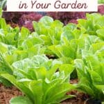 growing lettuce in garden with green and red varieties