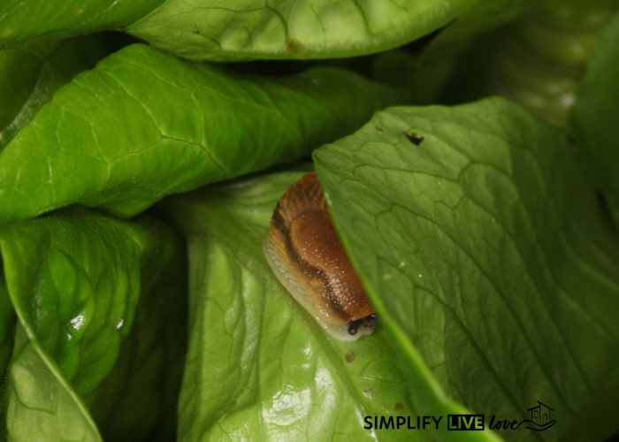 slug hiding between lettuce leaves