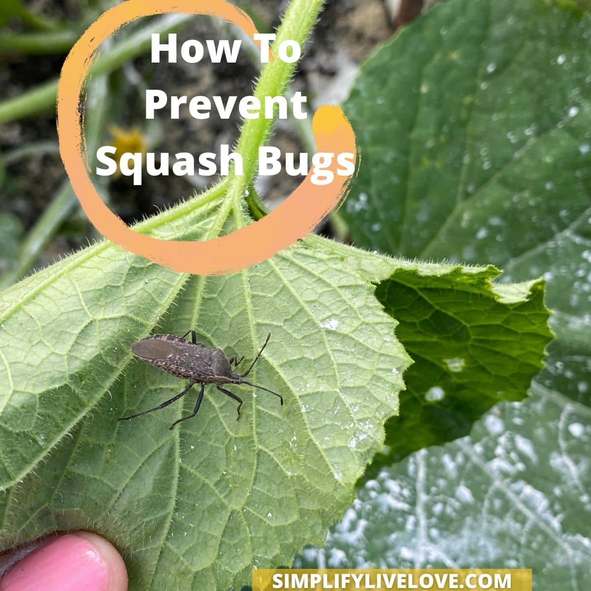 How to Naturally Get Rid of Bugs on Plants