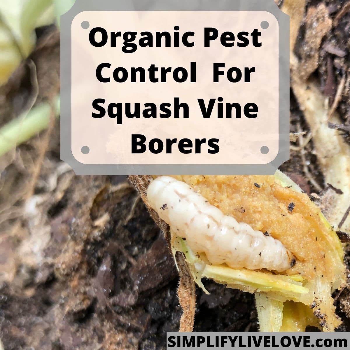 How To Kill Vine Borers 1200x1200 1 