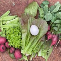 easy vegetables to grow lettuce, radish, peas