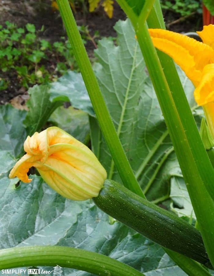 How to Grow Zucchini Plants in pots - Delineate Your Dwelling