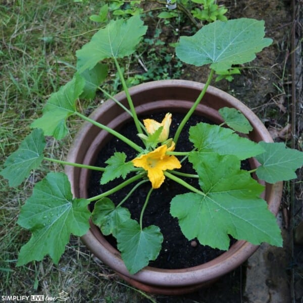 flowering zucchini plant in a pot - how to grow zucchini in a pot