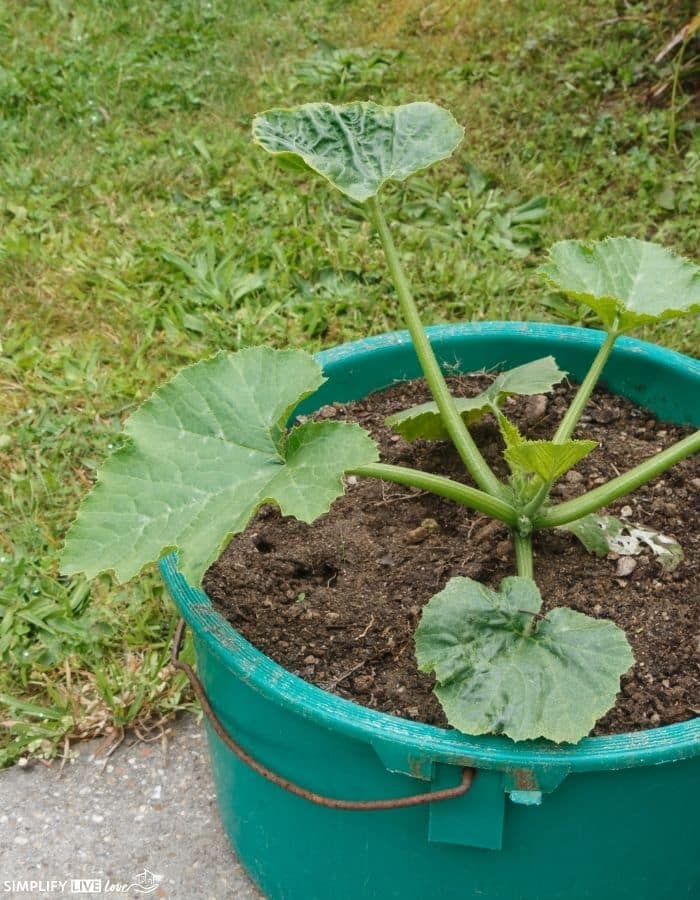 zucchini plant container