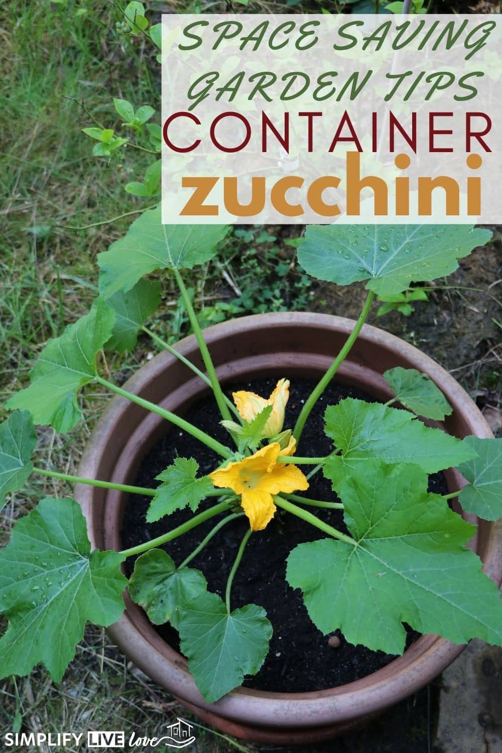 How to Trellis and Grow Zucchini in a Pot (Space Saving Garden Tips) Simplify, Live, Love