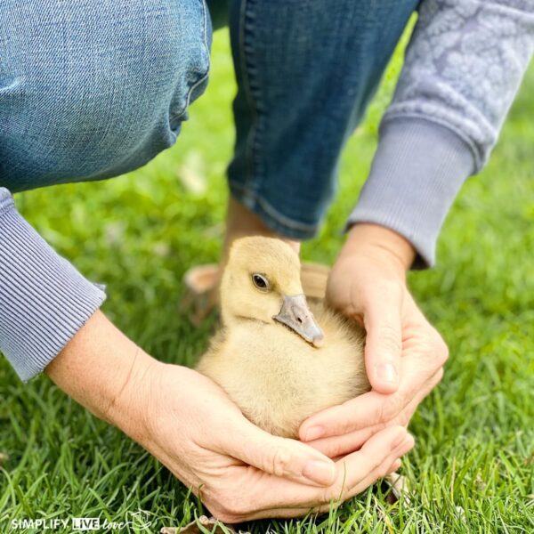 gosling in hands