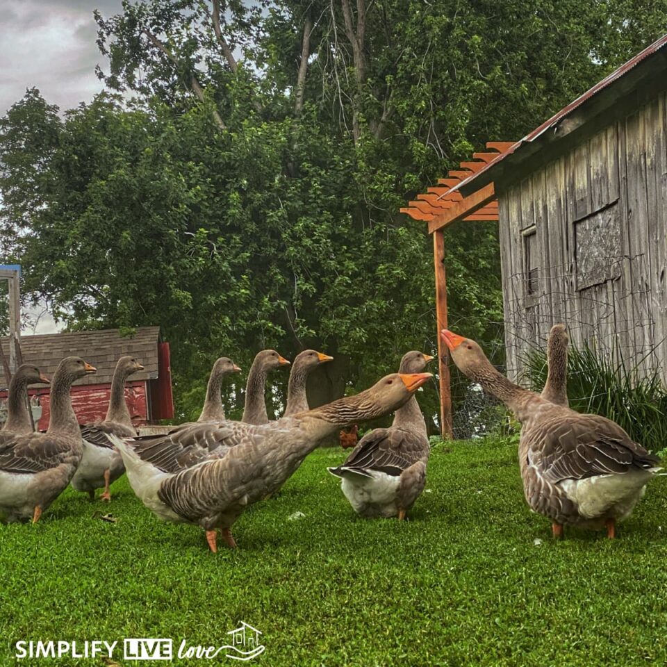 What to Know About Raising Geese on a Homestead (Benefits & Drawbacks