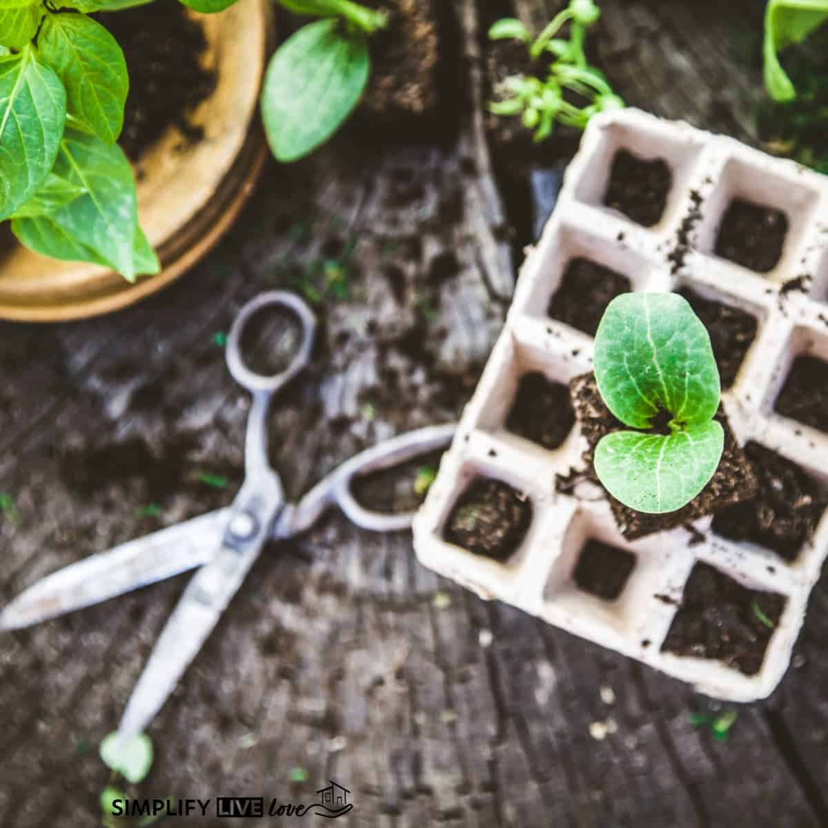 How To Start Seeds Indoors - Grow Your Own Vegetable & Flower Plants!