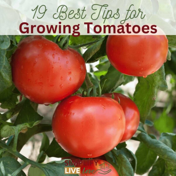 19 Best Tips for growing tomatoes