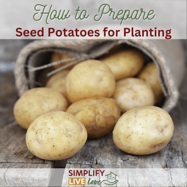 Prepare seed potatoes for planting Simplify Live Love