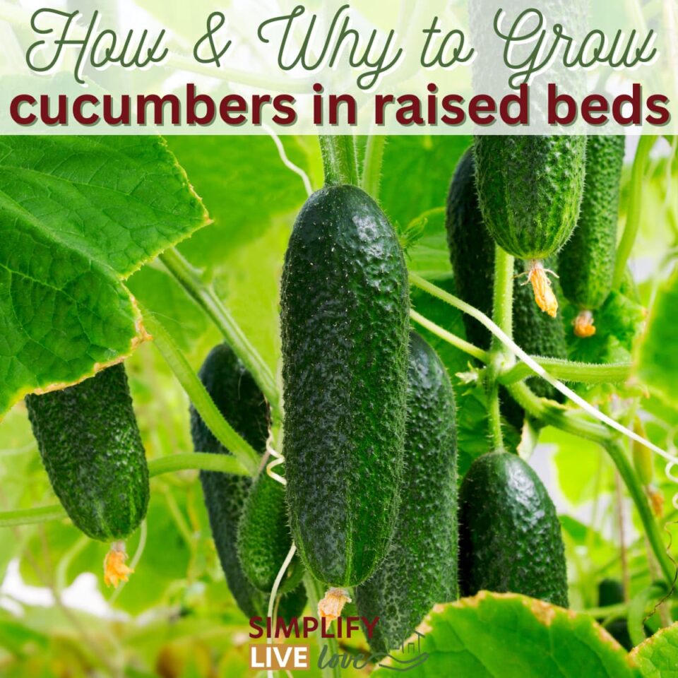 21 Tips for Growing Cucumbers in Raised Beds & Containers Simplify