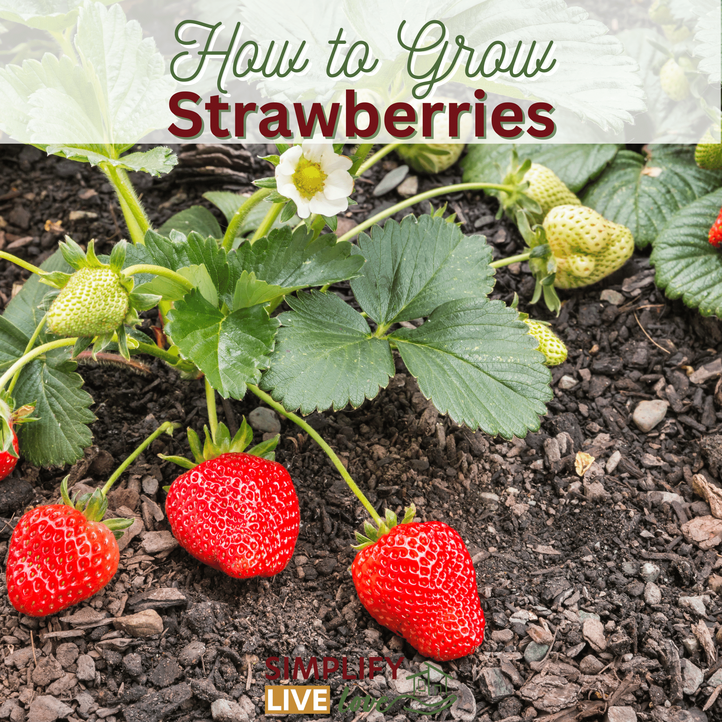 strawberries growing