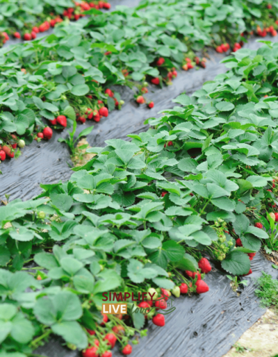 How to Grow Big, Juicy Strawberries: Complete Guide for Home Gardeners ...