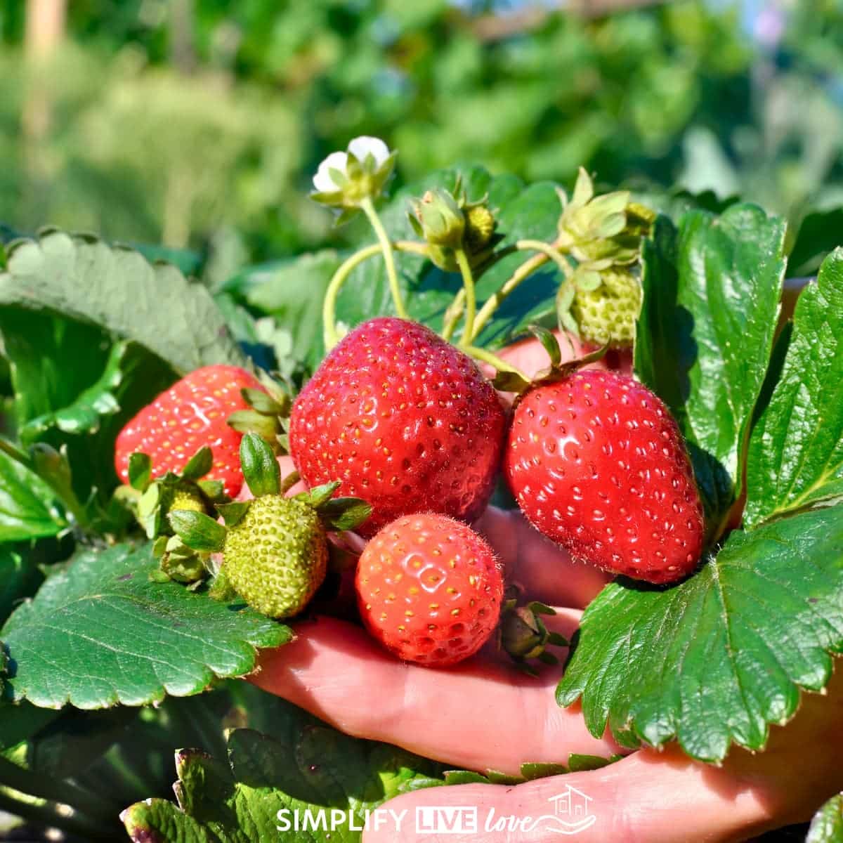 how to grow strawberries