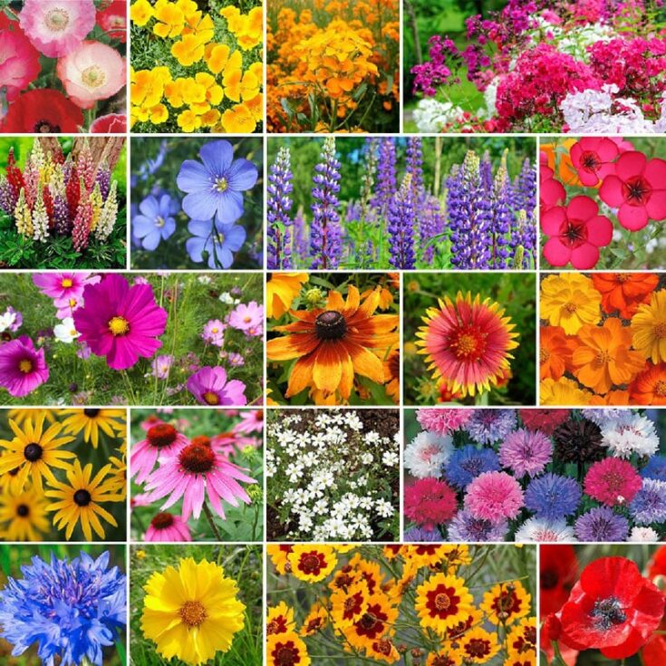 Image for Flower & Wildflower Mixes by Eden Brothers
