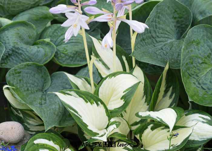blooming fire and ice hosta in sun