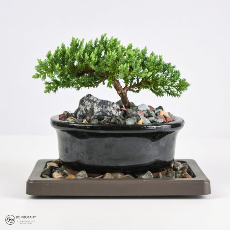 Image for LIVE Juniper Bonsai Tree