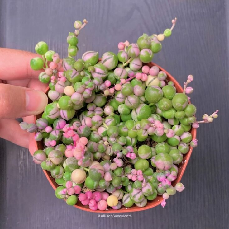 Image for Variegated String of Pearls 