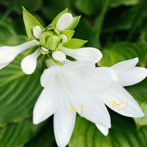 white sun-tolerant hosta flower with green leaves