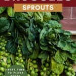 how to grow burssels sprouts pin
