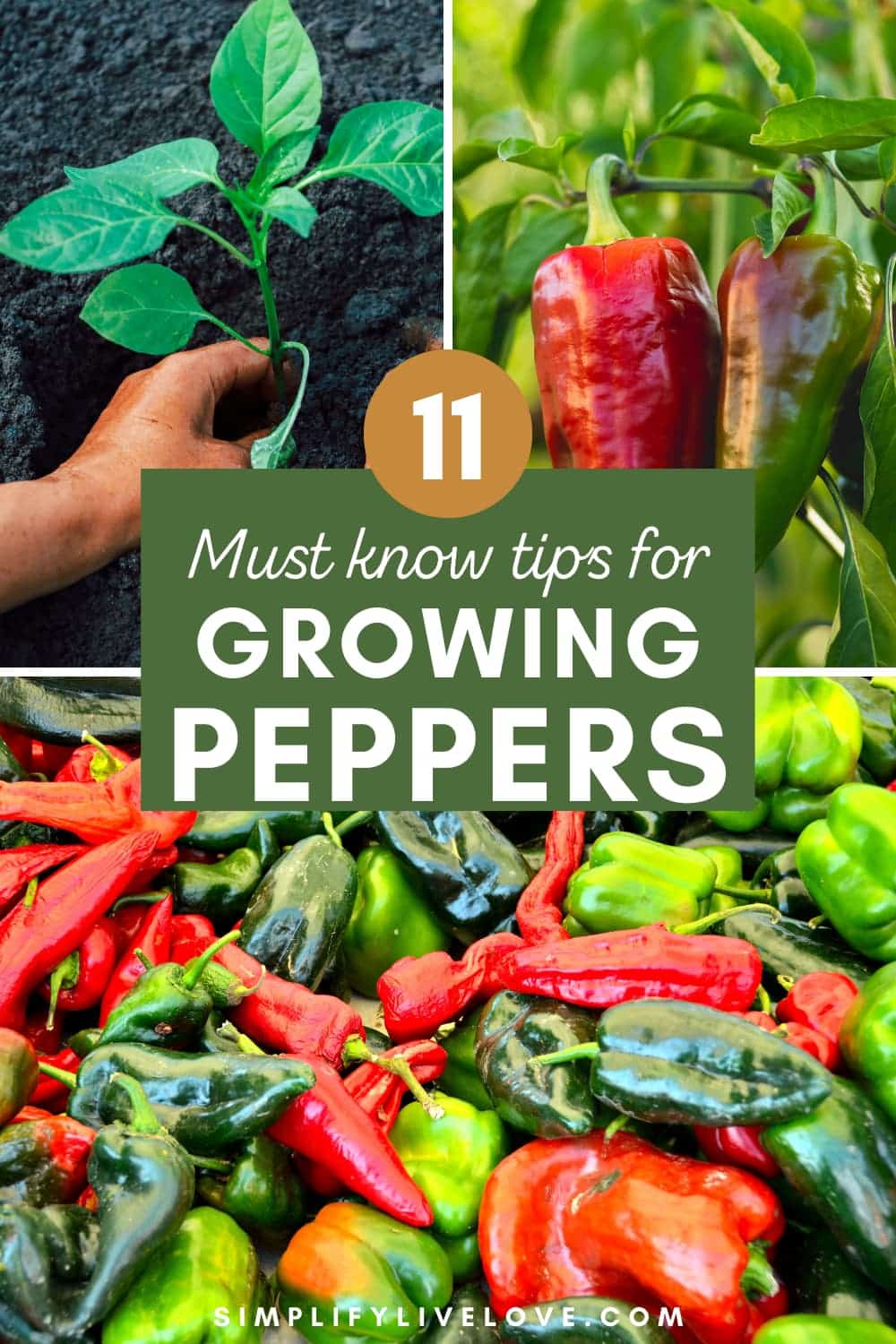 How to Grow Peppers from Seed to Harvest Simplify, Live, Love