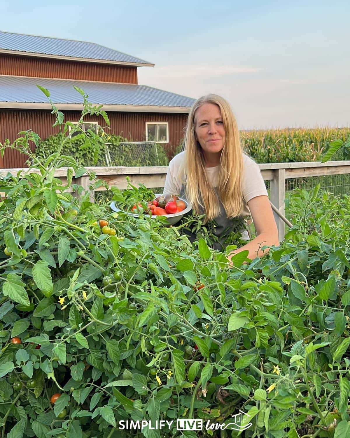 michelle marine picking tomatoes