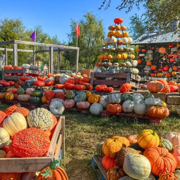 piles of pumpkins at KC Pumpkin Patch
