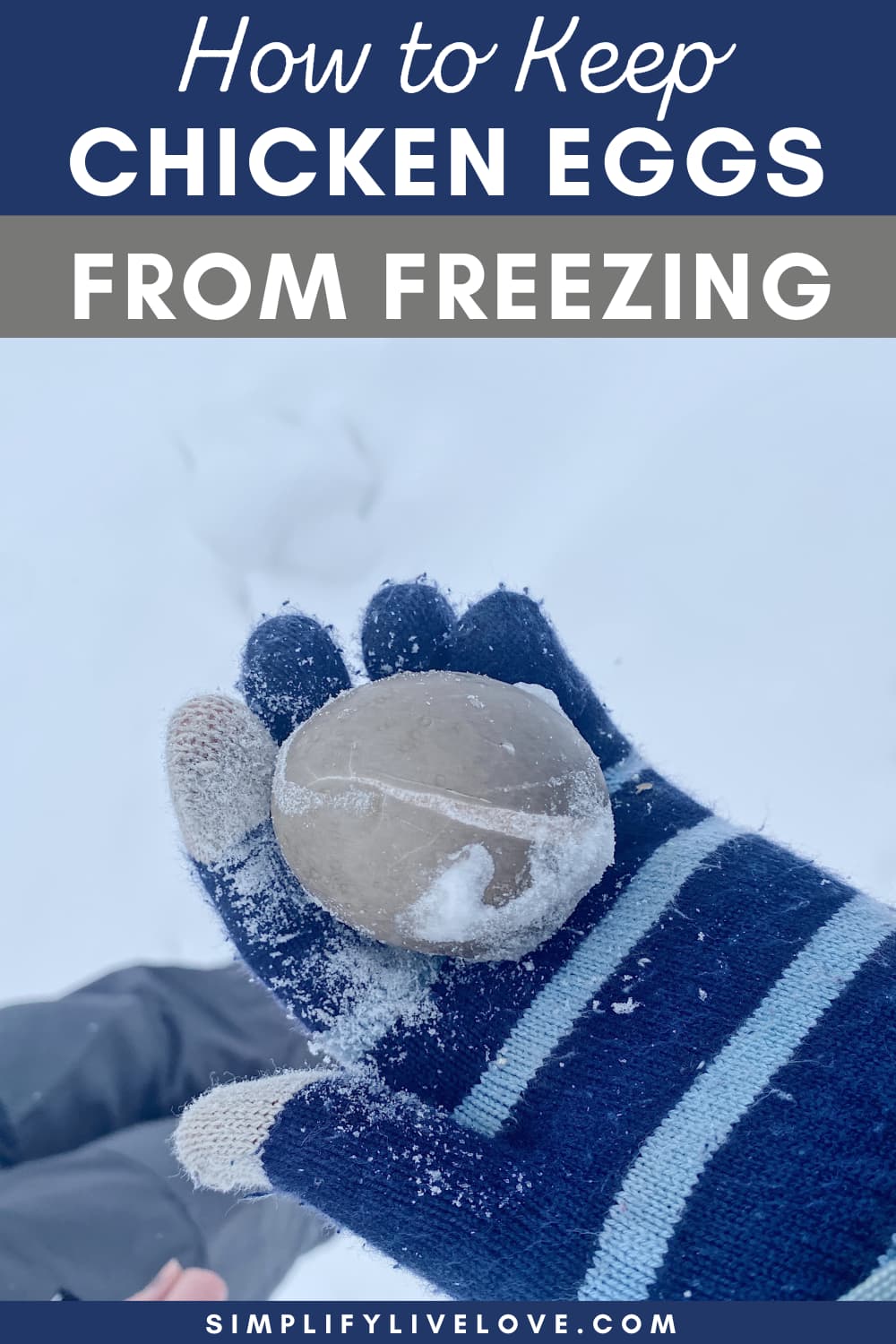 Feeding Frozen-Thawed Eggs To Heritage Chicks photo