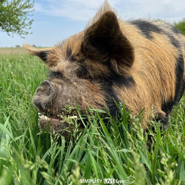 bown and black spotting pig in the grass