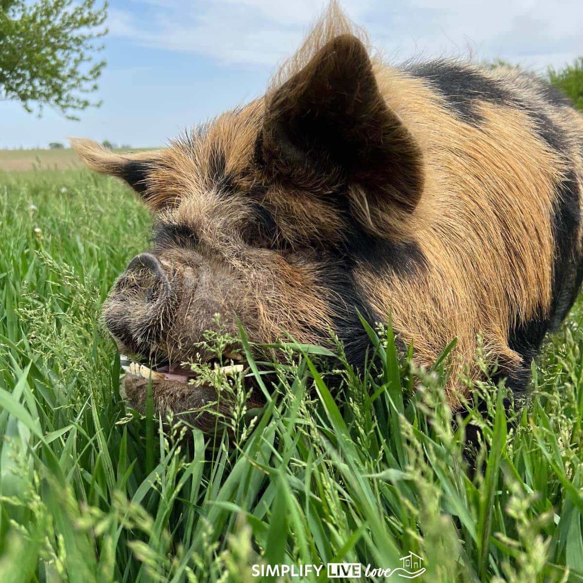 bown and black spotting pig in the grass