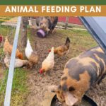 How to Build a Homestead Animal Feeding Plan for Multiple Species