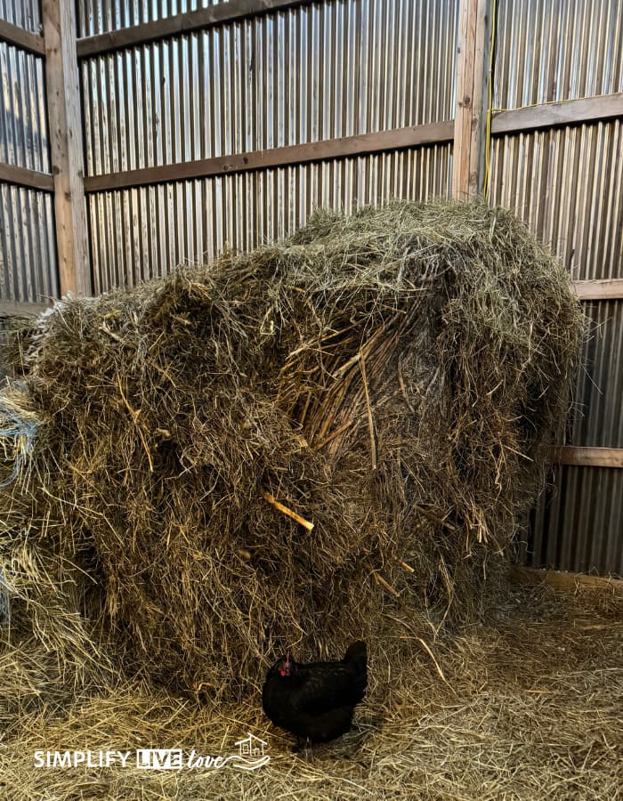 black chicken next to a haybale