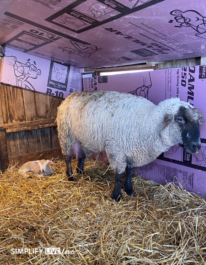 female sheep and lamb