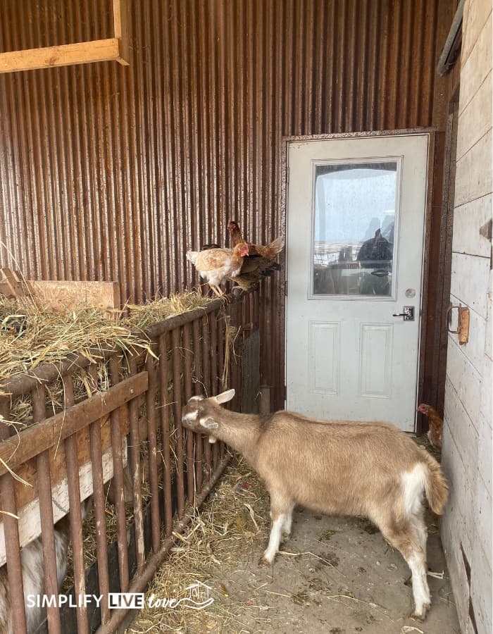 goat reaching through fence to eat hay