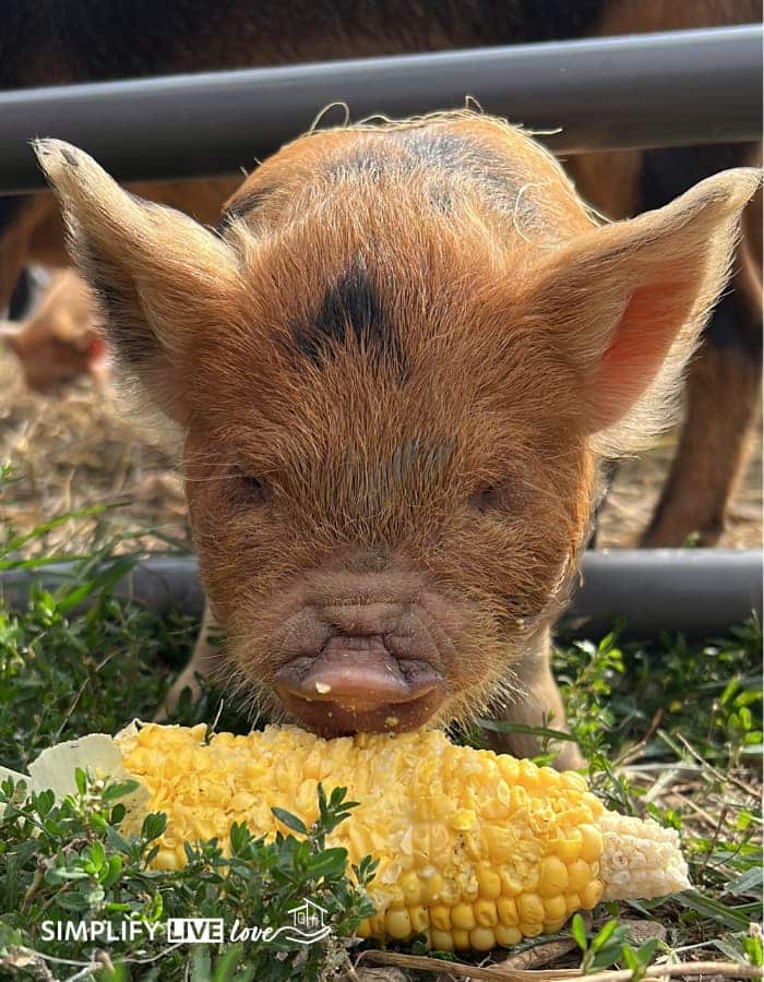 piglet with corn cob
