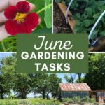 June Garden Checklist Everything You Should Do in Your Garden This Month