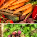 Think it's too late to plant? Not even close. In Zone 5, July is the perfect time to start round two of your garden. From bush beans and carrots to kale and brassica transplants, here's exactly what to plant in July for a big fall harvest — including a planting calendar with days-to-maturity and last planting dates built around an October frost date. Save this for your summer garden planning!
