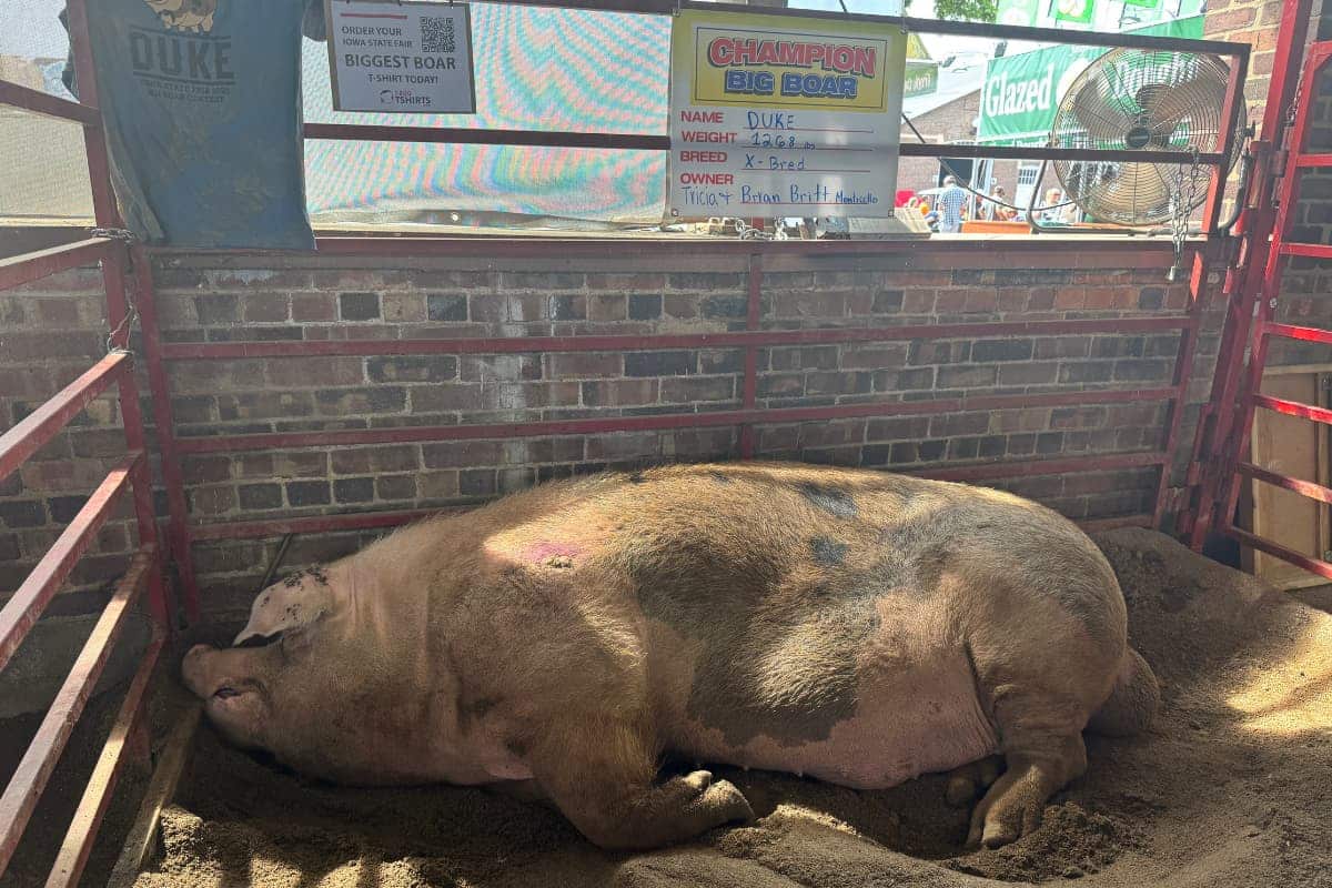 biggest boar at the iowa state fair