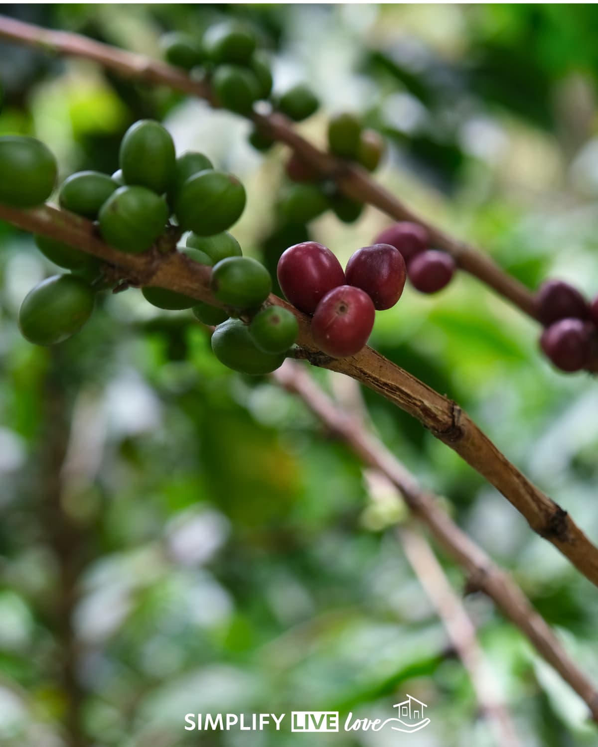 coffee cherries in Colombia