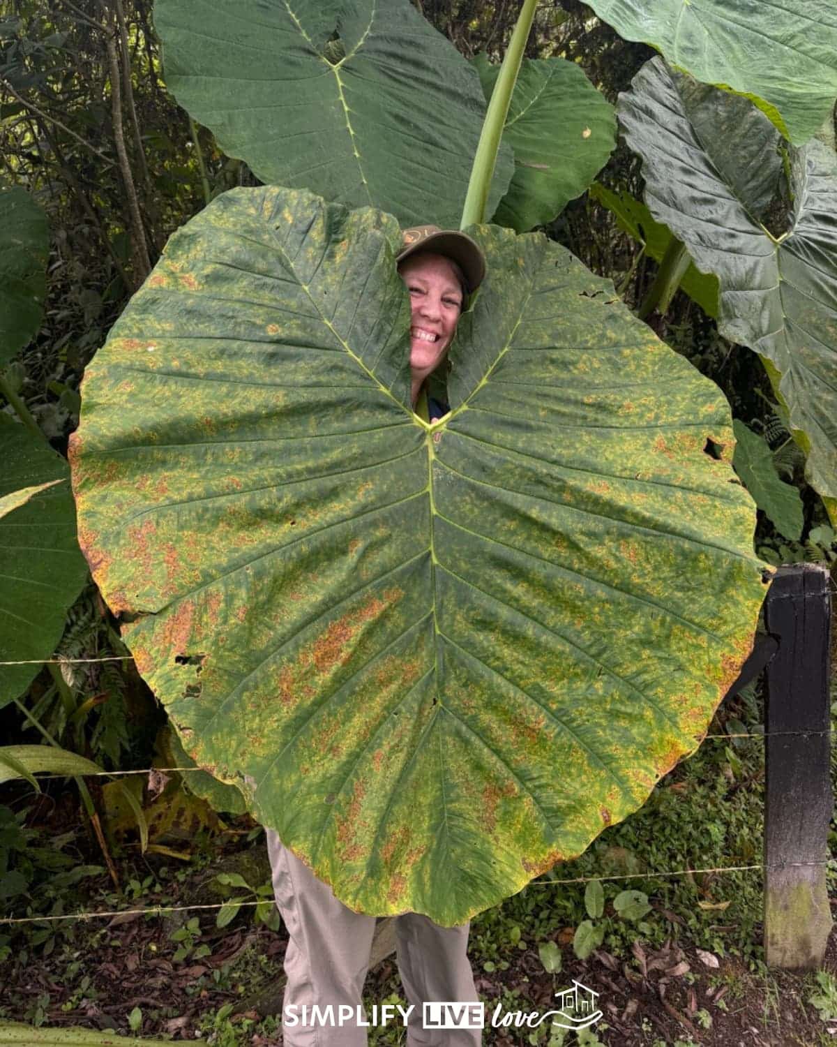 head in a big leaf - biodiversity of colombia