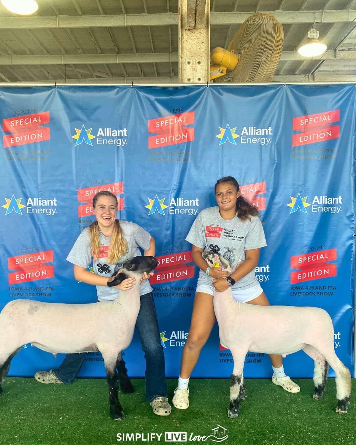 showing sheep at the 2020 special edition of the Iowa State Fair